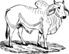 Brahma Bull Clip Art